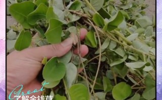 金钱草水培土培哪种方法更优？