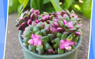 多肉冬天开花后要怎么处理？