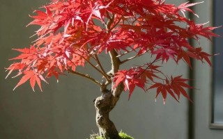 红枫盆栽种子种植密度多少合适？