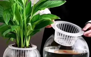 水培瓶里除了绿萝还能养啥？