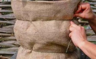 江苏多肉植物如何安全过冬？