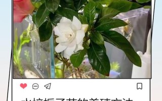 水培栀子花怎么养才开花？