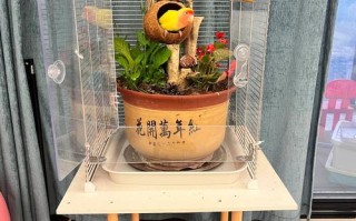 鸟笼多肉造型怎么设计这么美？