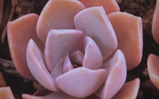 初恋多肉开花后要剪吗？