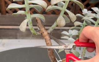 冬季怎么防止多肉徒长