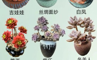 夏天的多肉会变色吗？