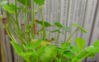 水培常春藤怎么扦掐易成活？