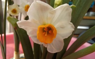 水仙花开花后为何会倒伏？