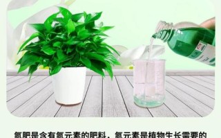 水培植物用什么肥料合适？