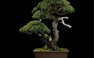 盆栽黑色的是什么品种？