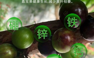 盆栽树葡萄施肥选哪种肥料好？