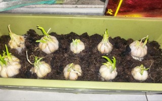 水培蒜苗为啥不能是黄色