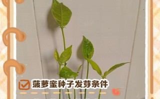 盆栽种子怎么种植方法