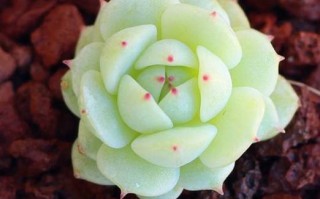 静夜多肉砍头后如何快速生根？