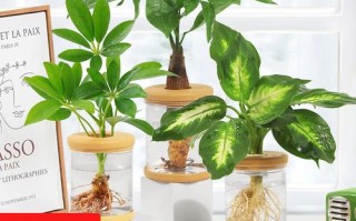 盆栽银皇后可以水培吗