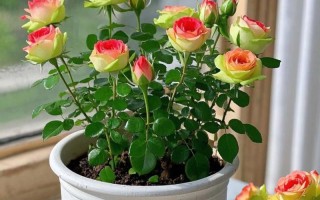 盆栽玫瑰花图片有哪些品种？
