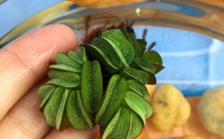 水培心形荷叶是什么植物？