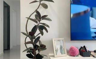 客厅多肉怎么选？哪些品种最适合？