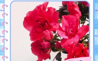 新买的盆栽杜鹃怎么缓苗