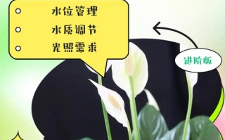 冬天水培一帆风顺，如何养护？