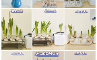 风信子水培什么时候发芽