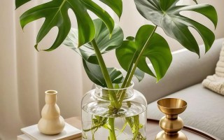 可室内长期养的水培植物