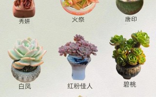 多肉植物颜色到底有多少种？