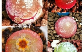 灯泡种子图片怎么辨别真假？