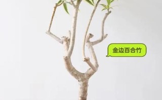 庭院大型盆栽选哪些好养又美观？