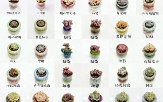 多肉盆景怎么选？养护技巧有哪些？