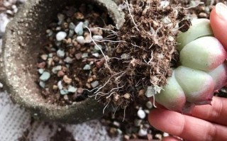 多肉根长到多大算合适换盆？