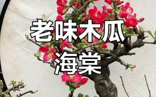 盆栽木瓜海棠何时翻盆