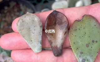 多肉叶子密集斑点是病害还是养护问题？