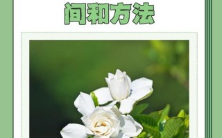 栀子盆栽什么时候修剪