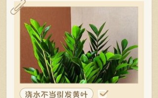 水培发财树黄叶怎么办？