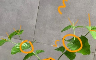 茉莉修剪怎么剪？图解步骤有哪些？