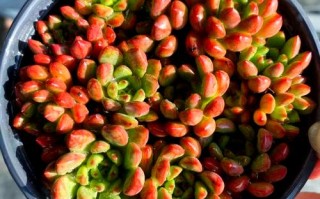 多肉天热怎么浇水？