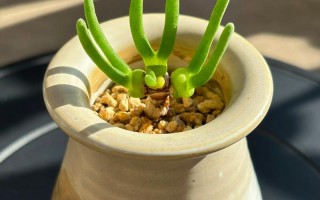 多肉兔耳朵生长变化有哪些关键阶段？