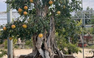 石榴盆栽几月份移栽好