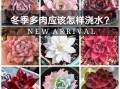 多肉植物冬天可以种吗