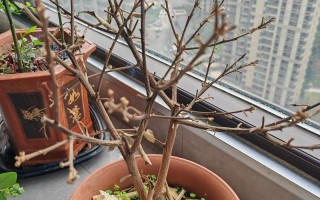 盆栽小金桔冬天会落叶吗？