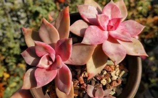 多肉初恋开花图片，养了多久能开？