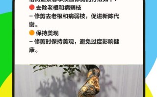 室内盆栽榕树养护难？关键在哪？