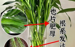 水培竹选什么营养液合适？