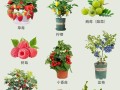 什么水果适合种小盆栽？