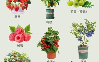 什么水果适合种小盆栽？