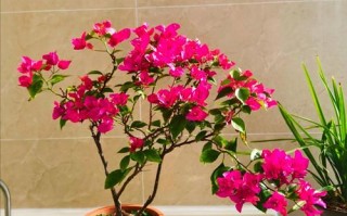 南宁适合种哪些盆栽花？