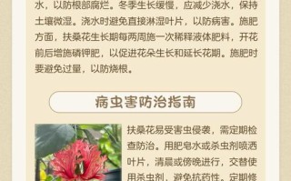盆栽扶桑花怎么养才好？