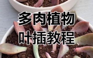 徒长叶子剪了会浪费吗？