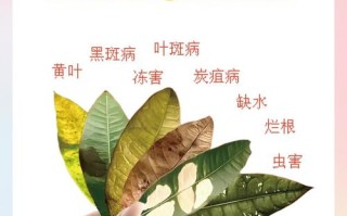 发财树水培烂叶如何处理？